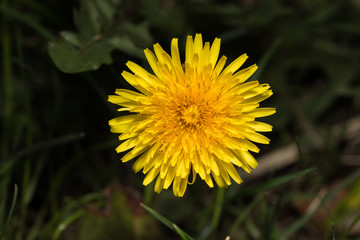 blühender gelber Löwenzahn im Frühling