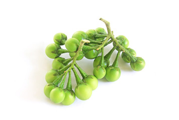 Solanum torvum on white