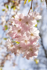 detail of blooming cherry bud of tree