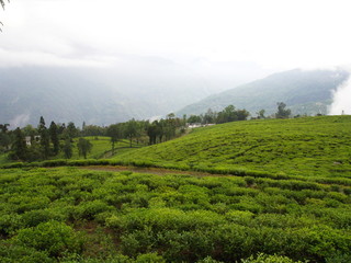 Darjeeling , INDIA , 15th APRIL 2011 : The Most Famous TEA Plantation in Darjeeling City, India