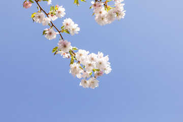detail of blooming cherry bud of tree