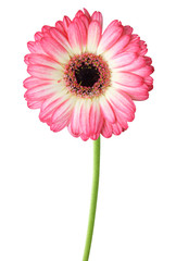 Wonderful Gerbera (Daisy) isolated on white background, including clipping path. Germany