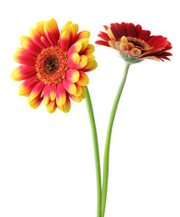 Two wonderful Gerberas (Daisies) isolated on white background. Germany