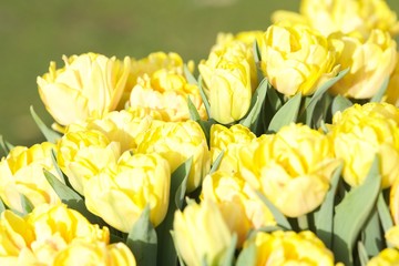 fragment ogrodu z żółtymi tulipanami