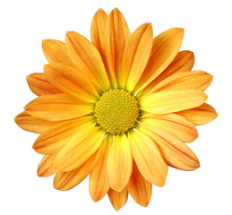 Lovely Daisy isolated on white background, including clipping path. Germany