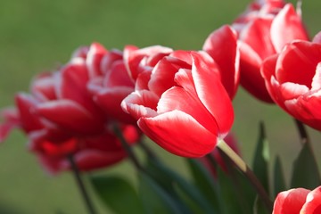 makro tulipany z rozmytym tłem © agnieszkalll