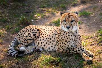 Beautiful cheetah lying down on green fields
