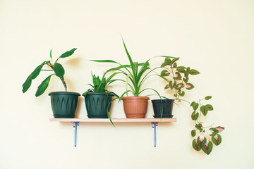 Houseplants grow in pots on a shelf fixed to a light wall.