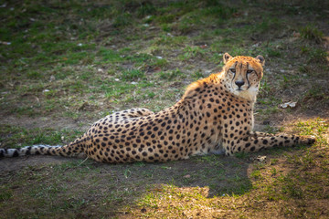 Beautiful cheetah lying down on green fields