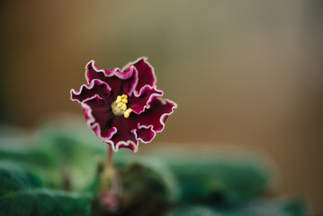 Fototapeta na wymiar Beautiful blooming violet flower close up