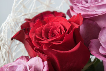 flowers roses red macro