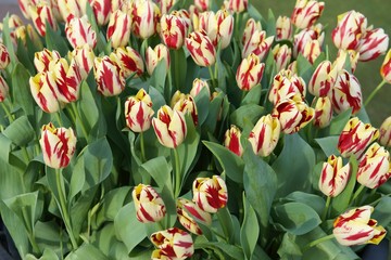 tulipany żółte w czerwone paski - obrazy, fototapety, plakaty
