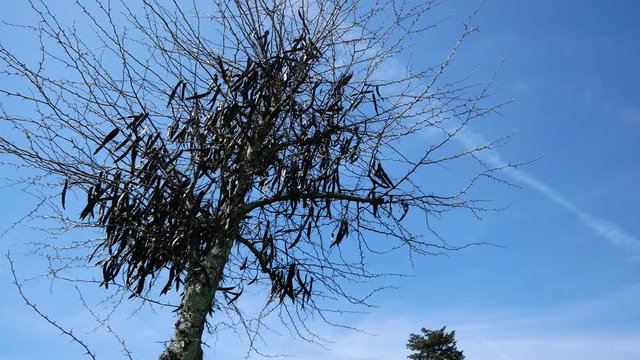 Florence, Italy 15th april 2018 - Carob Tree moving by the wind and blu sky