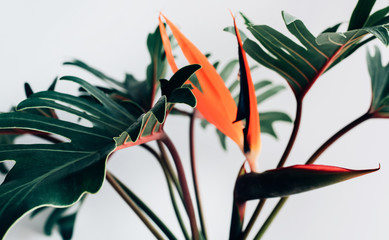 Exotic tropical flower strelizia and xanadu leaves on white background.nature concepts © hakinmhan