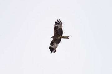 Black kite in the sky