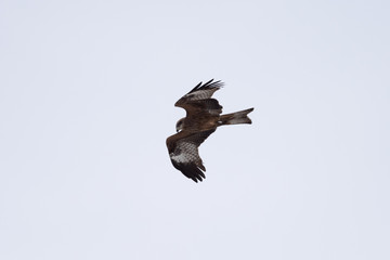 Black kite in the sky