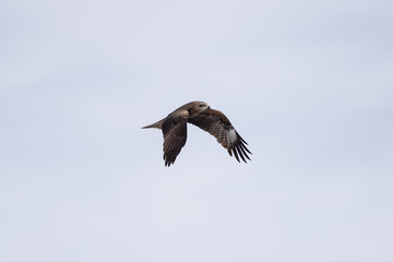 Black kite in the sky