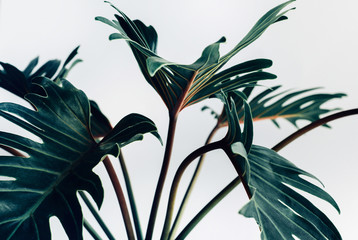 Exotic tropical xanadu leaves on white background.nature concepts