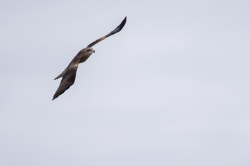 Black kite in the sky