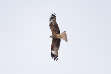 Black kite in the sky