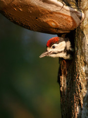 great spotted woodpecker (Dendrocopos major)  chick looking out of nest