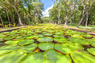 bassin aux nénuphars géants, Victoria Amazonica, Pamplemousses, île Maurice 