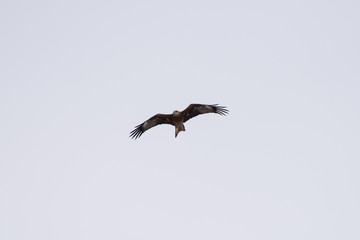 Black kite in the sky