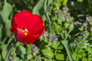 Blooming red tulips closeup in a rural yard as natural floral background