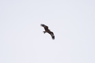 Black kite in the sky