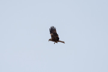 Black kite in the sky