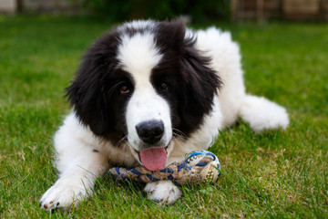 Landseer puppy in the garden