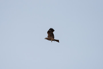 Black kite in the sky