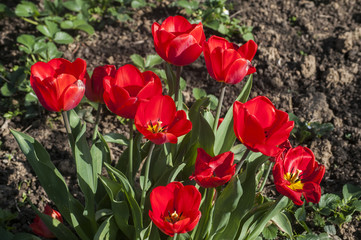 Fototapeta na wymiar Blooming red tulips closeup in a rural yard as natural floral background