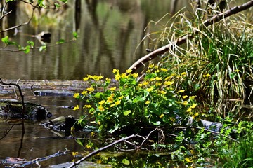 Sumpfdotterblume (Caltha palustris) im Bakony, Ungarn