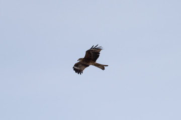 Black kite in the sky