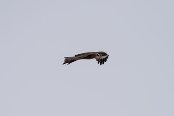 Black kite in the sky