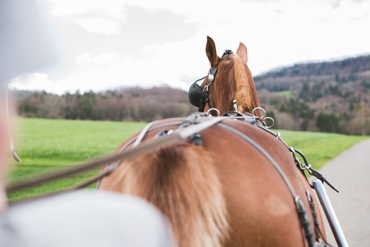 Pferd l&auml;uft vor Kutsche