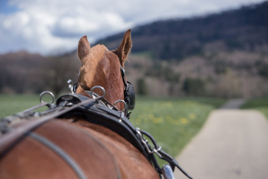 Kutsche fahren in der Schweiz