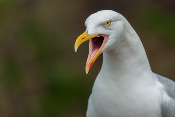 Gull