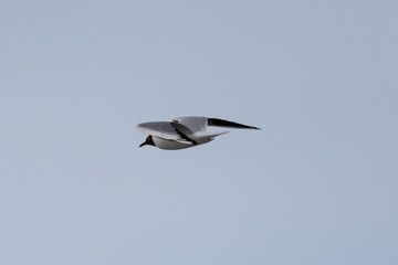 Seagull in flight