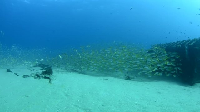 Graybar grunt (Haemulon sexfasciatus), forming a school in a shipwreck, reefs of Sea of Cortez, Pacific ocean. Cabo Pulmo, Baja California Sur, Mexico.