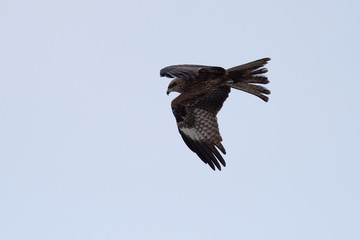 Black kite in the sky