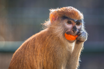 Patas monkey eating carrot