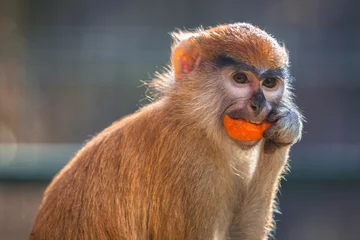 Papier Peint photo Lavable Singe Patas monkey eating carrot