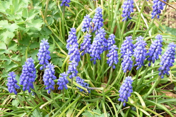 blauw druifje in bloei in de stadstuin in het vroege voorjaar 
