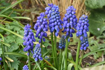 Foto auf Leinwand blauw druifje in bloei in de stadstuin in het vroege voorjaar  © henkbouwers