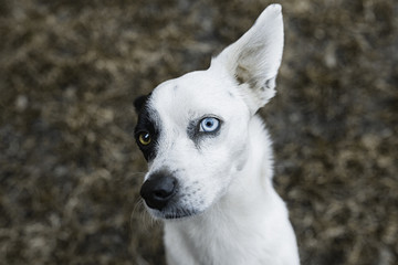 dog with protruding ear and different eyes