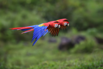 Scarlet Macaw - Ara macao, large beautiful colorful parrot from New World forests, Costa Rica.
