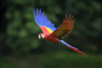 Stof per meter Scarlet Macaw - Ara macao, large beautiful colorful parrot from New World forests, Costa Rica. © David
