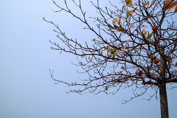Fototapeta na wymiar dry tree many leaf on branch